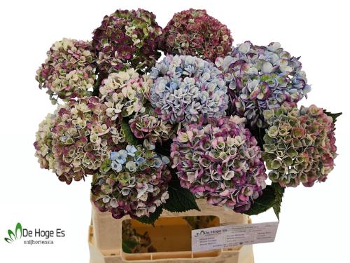 Hydrangea macrophylla Magical Revolution (classic blue)