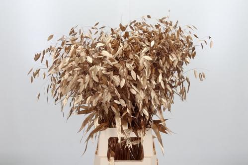 Siergras kleurbehandeld H%