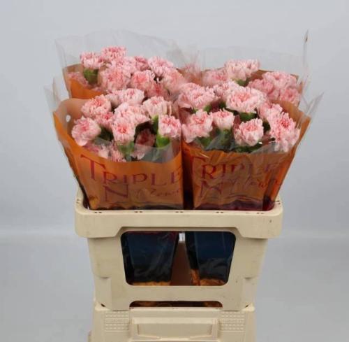 Dianthus srtandaard Jodie