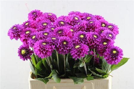 Dahlia Ball Grp 'Purple Fox'