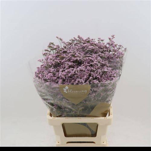 Limonium Safora Oshi Pink