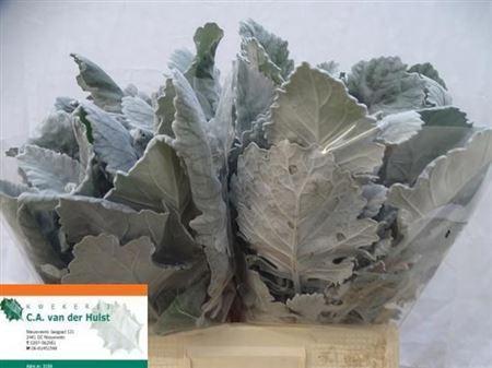 Senecio cineraria 'New Look'