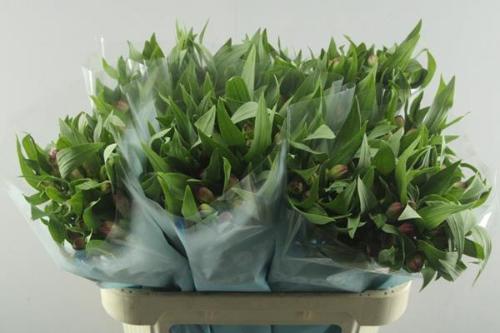 Alstroemeria Rome