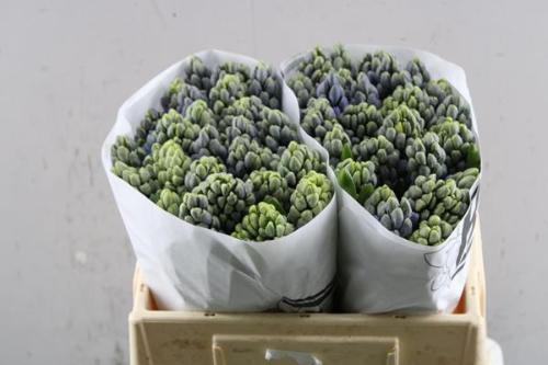 Hyacinthus orientalis 'Delft Blue'