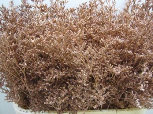 Limonium overig kleurbehandeld H%