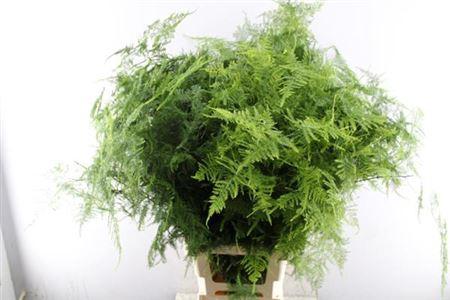 Asparagus setaceus overig