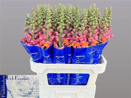 Antirrhinum majus 'Avignon Deep Orange'
