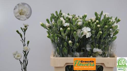 Dianthus tros 'White Fleurette'