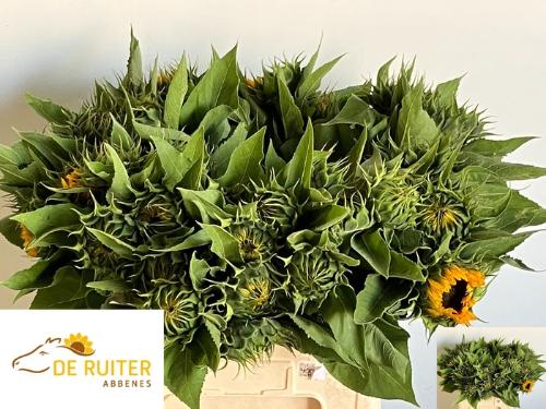 Helianthus annuus 'Sunrich Orange'