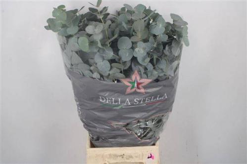 Eucalyptus per bos cinerea