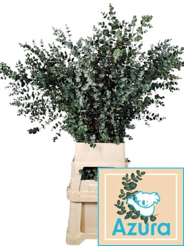 Eucalyptus gunnii Azura