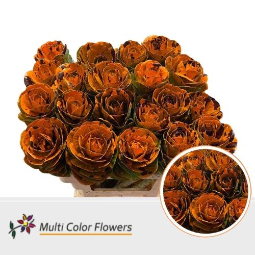 Brassica oleracea kleurbehandeld H%