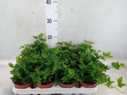 Hedera helix 'Shamrock'