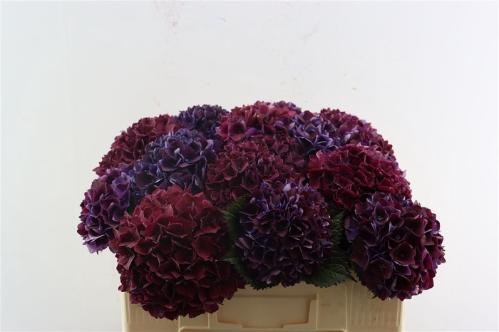 Hydrangea macrophylla Magical Crimson