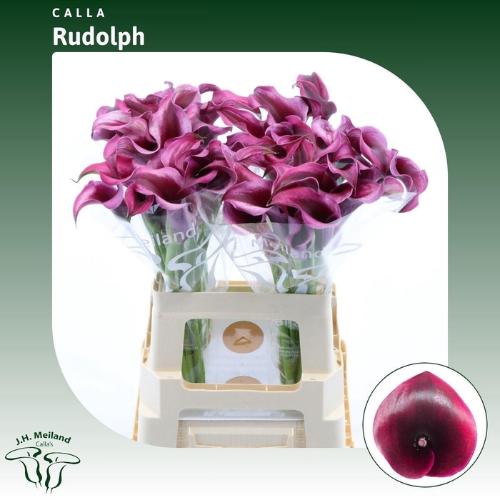 Zantedeschia 'Rudolph'