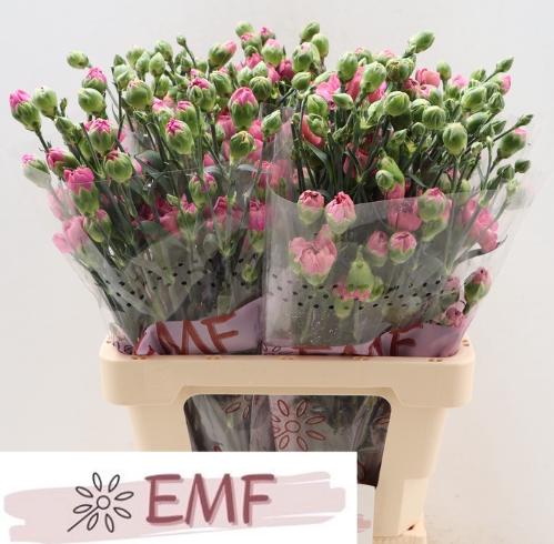 Dianthus tros Miss Sassy