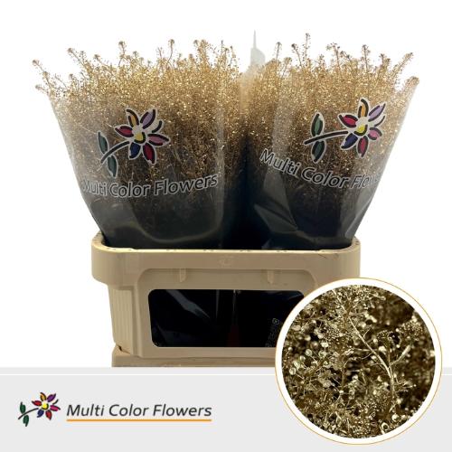 Lepidium kleurbehandeld H%