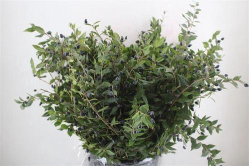 Myrtus overig met bes