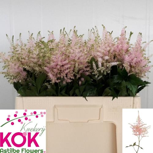 Astilbe Japonica Grp 'Europa'