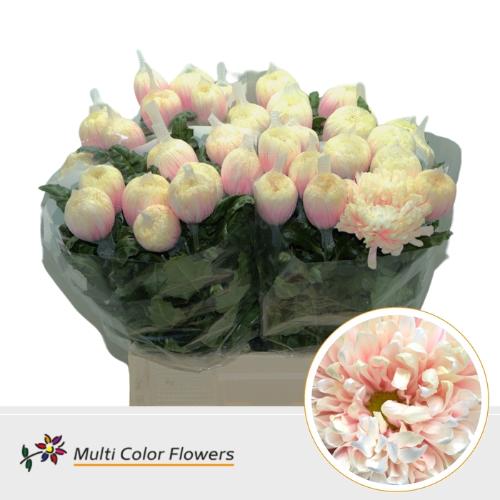 Chrysanthemum (Indicum Grp) geplozen Antonov kleurbehandeld H%