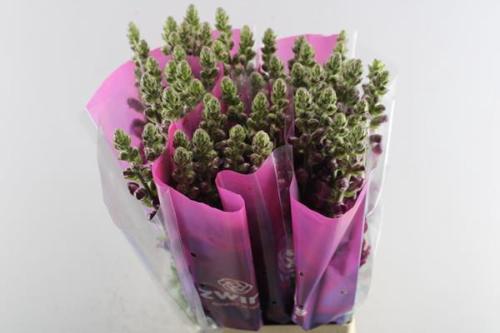 Antirrhinum majus 'Potomac Crimson'