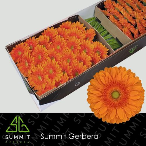 Gerbera grootbloemig Eureka