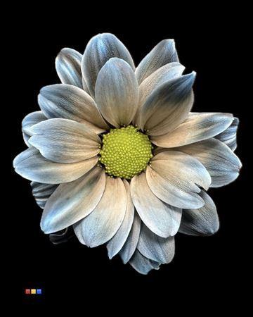 Chrysanthemum Indicum Grp tros kas kleurbehandeld H%