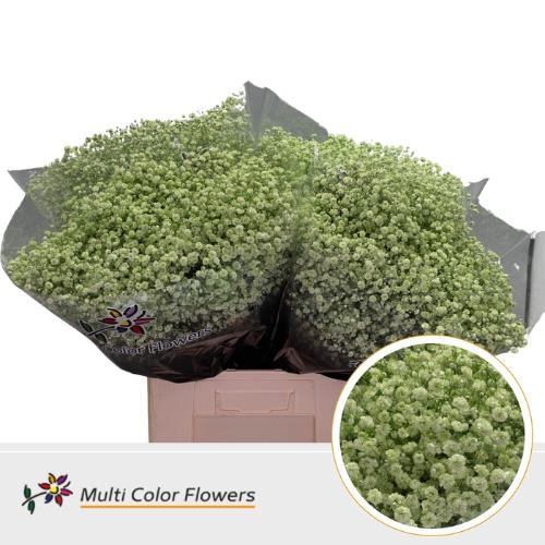Gypsophila overig kleurbehandeld H%