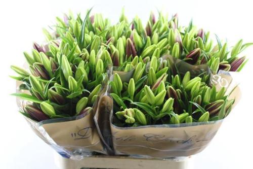 Lilium Longiflorum x Aziatische Grp 'Forza Red'