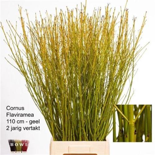 Cornus stolonifera 'Flaviramea'