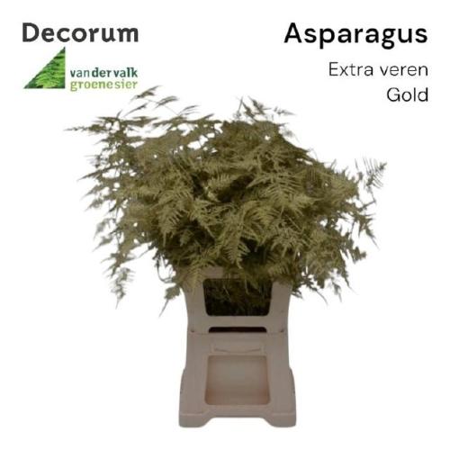 Asparagus overig kleurbehandeld H%