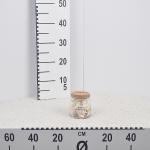 deco-shells-in-glass-pot.jpg