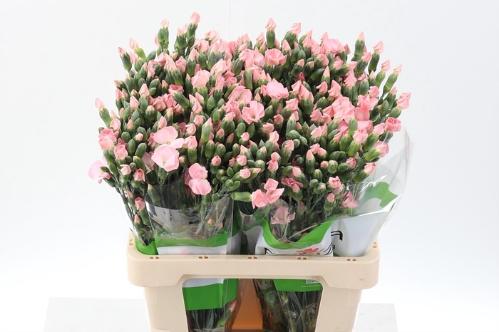 Dianthus Solomio Cas