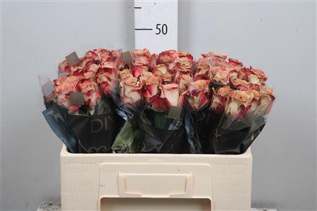 Rosa grootbloemig Cappuccino