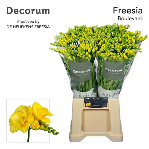 Freesia dubbelbloemig 'boulevard'