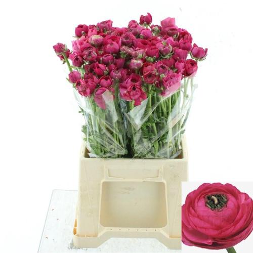 Ranunculus asiaticus 'Elegance Hot Pink'