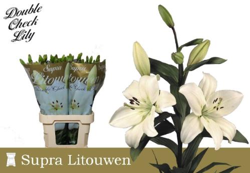 Lilium Longiflorum x Aziatische Grp 'Litouwen'
