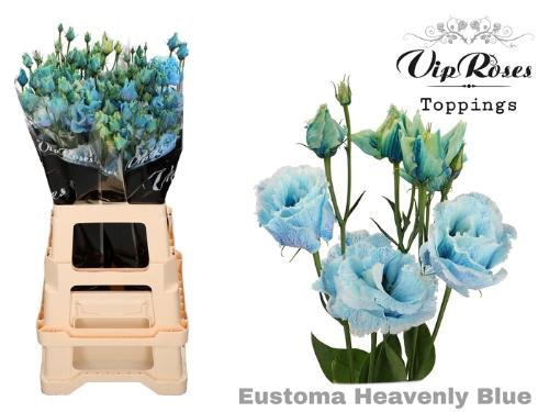 Eustoma russellianum gevuldbloemig kleurbehandeld H%