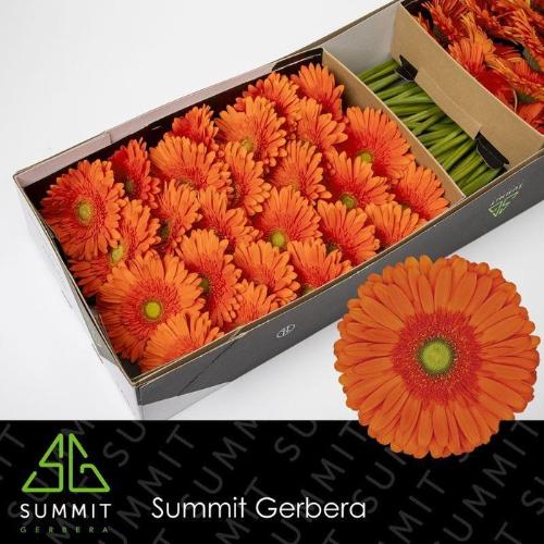 Gerbera grootbloemig 'Atlanta'