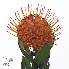 Leucospermum 'Naomi' kleurbehandeld H%