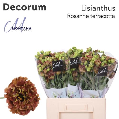 Eustoma russellianum gevuldbloemig 'Rosanne Terracotta'