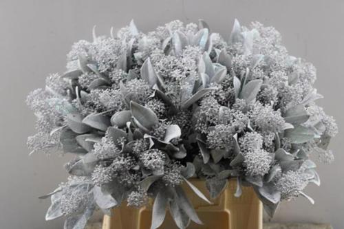 Skimmia per bos overig kleurbehandeld H%