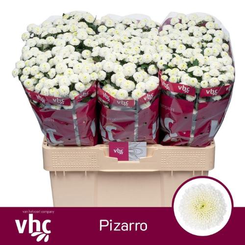 Chrysanthemum (Indicum Grp) tros santini (Indicum Grp) Pizarro