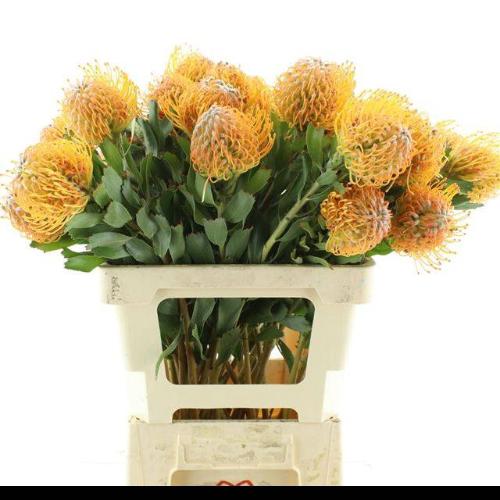 Leucospermum cordifolium overig