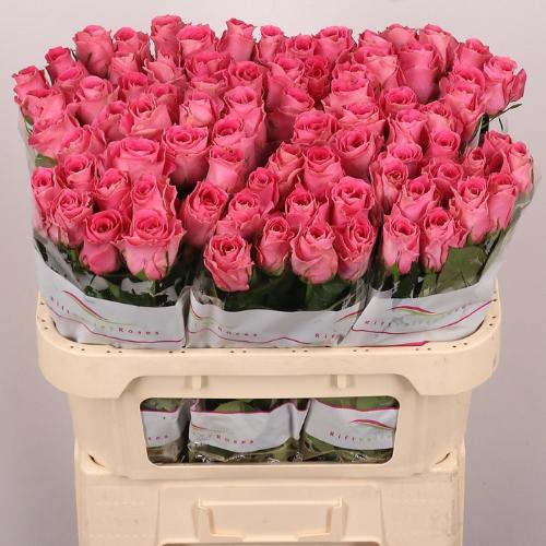 Rosa grootbloemig Watergame