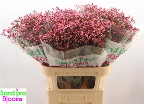 Limonium sinense Tiffany Diamond