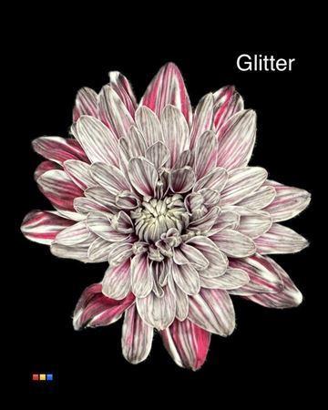 Chrysanthemum Indicum Grp tros kas kleurbehandeld H%