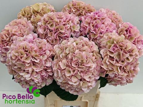 Hydrangea macrophylla My Beautiful Vienna (classic)