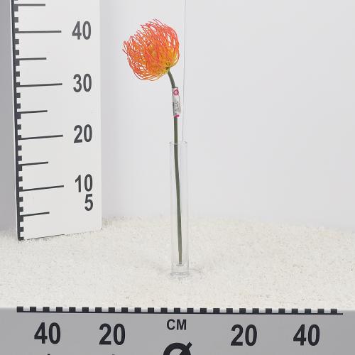 Leucospermum stopkové x1 umelé