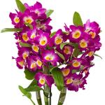 dendrobium-mix-rez-1.jpg
